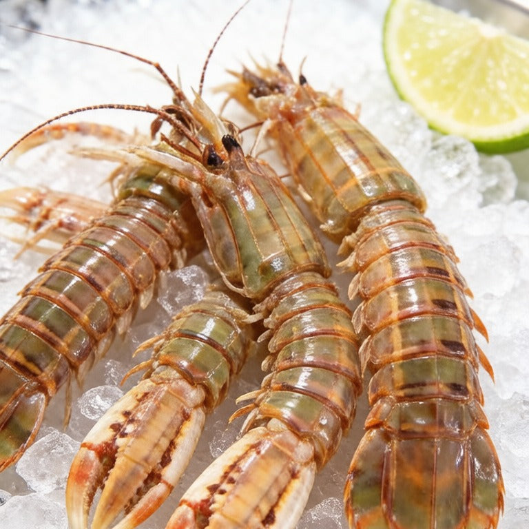 Salt & Pepper Mantis Shrimp