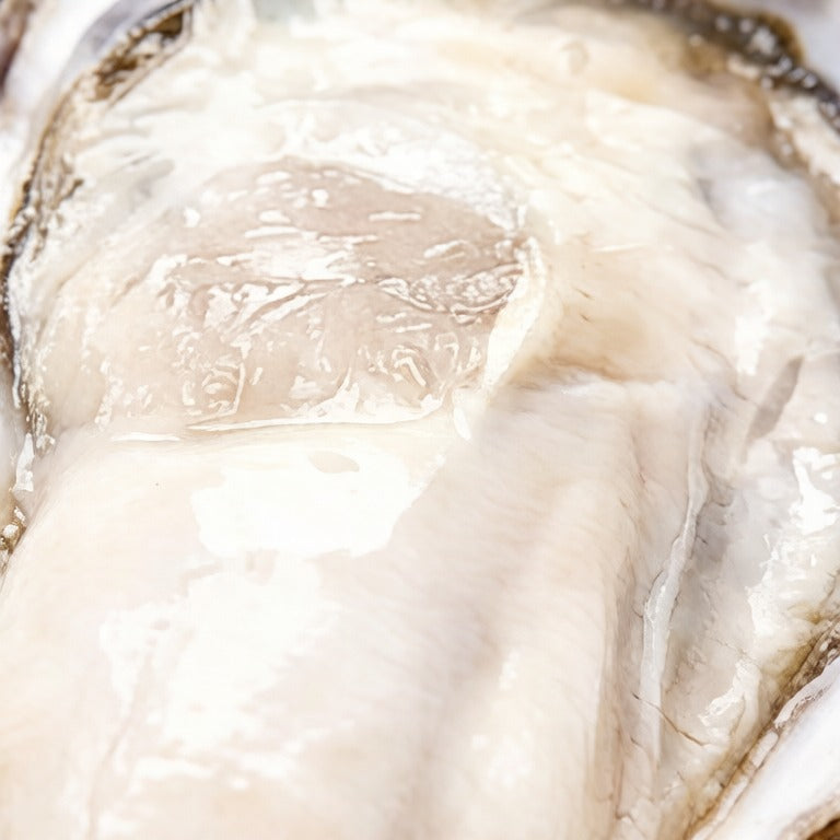 Rushan Jumbo Oyster