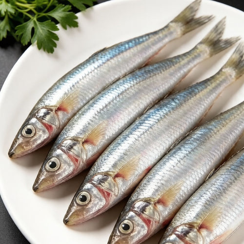Extra Large Sardine